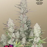 TROPICANA Cookies Auto